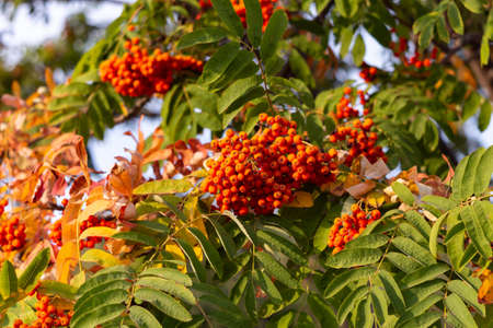 Rowan berries on a branchの写真素材