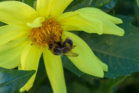Yellow dahlia flower in the gardenの写真素材