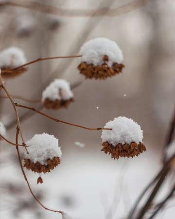 Plant under the snow in winter in the forestの写真素材