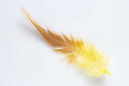 Tan brown feather on white backgroundの写真素材