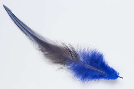 Blue gray feather on white backgroundの写真素材