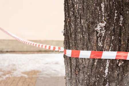 Warning tape on a tree. Danger zone, fencing.の写真素材
