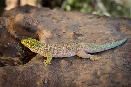 Male Standing day gecko - Phelsuma Standing - treatened gecko in southwest Madagascar on baobab at the national reserve Parc Kirindy Miteaの写真素材