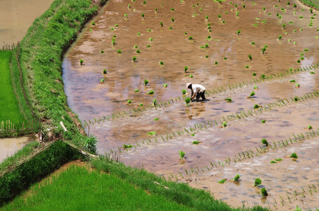 Rice farmer planting seedlings on Toraja highland, Sulawesi, Indonesiaの写真素材