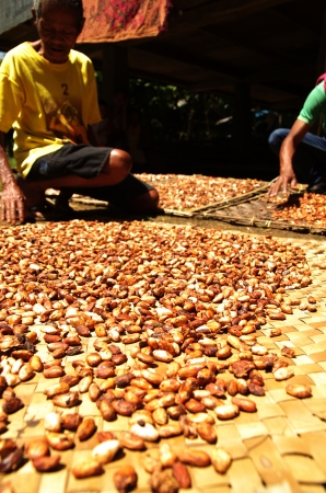 Cacao harvest on Sulawesi, Indonesia, ready to be processed into chocolateのeditorial素材