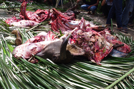 Slaughtered buffalo sacrificed at a traditionl funeral on Toraja highlands, Sulawesi, Indonesiaの写真素材
