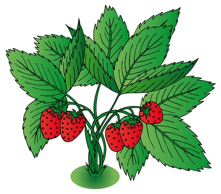 Red strawberry with leaves - vector illustration のイラスト素材