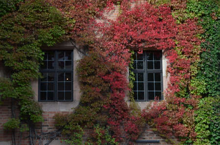 Ivy-covered house and color match in Nurnberg.
