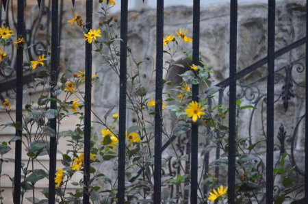 stubbornの写真素材