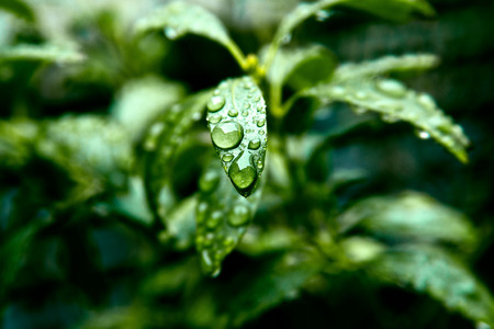 Dropsの写真素材