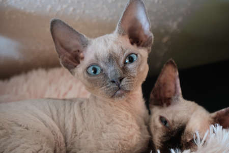 The pretty small cat looks at you with big blue eyes