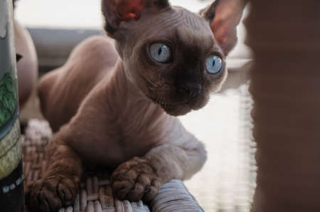 Cute little kitten breed Devon Rex lies on the tableの写真素材