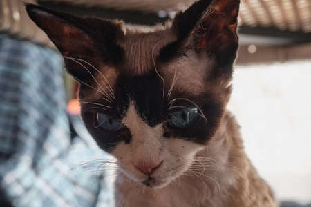 Portrait of pretty Devon Rex cat on sunny background