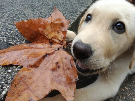 Labrador Retriever with Tree Leaf