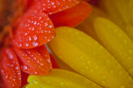 petalsの写真素材