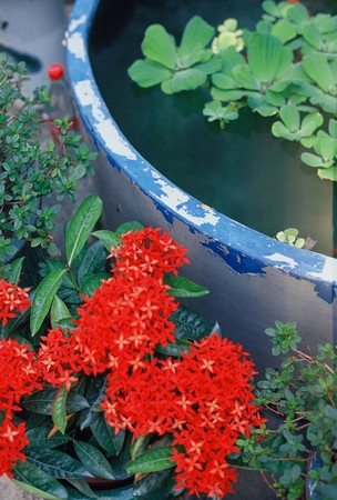 Green leaf safflowerの写真素材