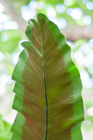 Green tropical leafの写真素材