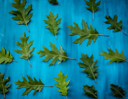 Oak leaf on blue background, flat lay, top viewの写真素材