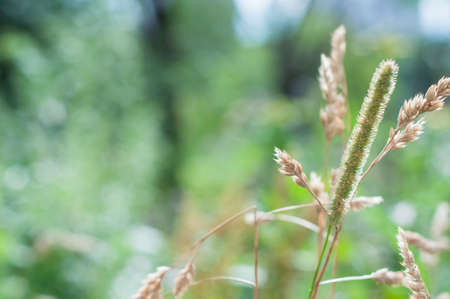 Wild russian weed grass backgroundの写真素材