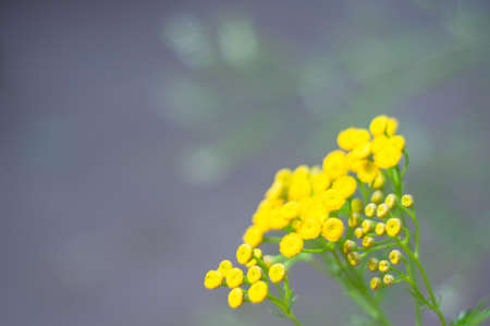 Yellow tansy flowers Tanacetum vulgare, common tansy, bitter button, cow bitter, or golden buttons in the green summer meadow. Wildflowers.の写真素材