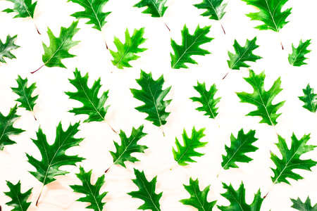 Oak leaf isolated on white background Leaves oak patternの写真素材