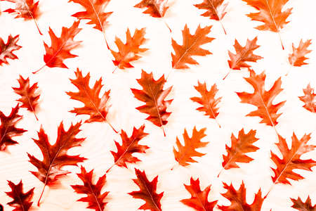 Red autumn Oak leaf pattern autumn backgroundの写真素材