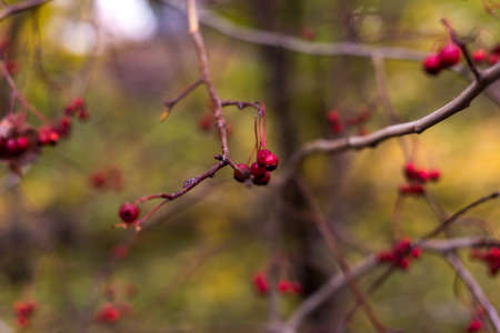 Bright rowan berries.Autumn. Fall scene. Beauty nature scene trees and leaves. Nature background....
