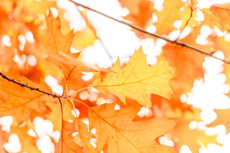 autumn background oak leaves, selective focusの写真素材