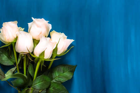 rose flower on blue background top view. Flat lay .の写真素材