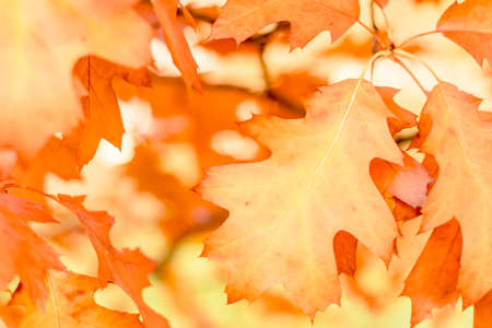 autumn background oak leaves, selective focus