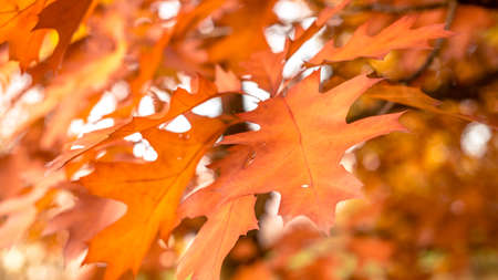 autumn background oak leaves, selective focusの写真素材
