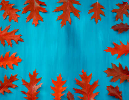 collection autumn leaves of oak isolated on white backgroundの写真素材