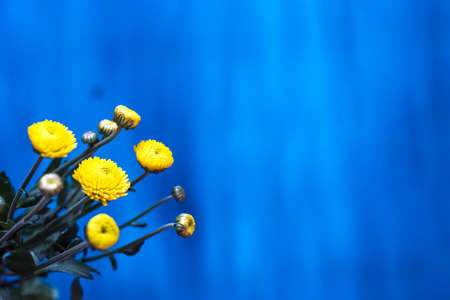 Background with fresh yellow flowers on blue wooden planks. Selective focus. Place for text.