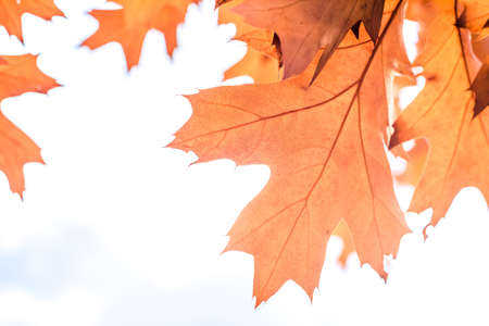 red autumn leaves of oak autumn backgroundの写真素材