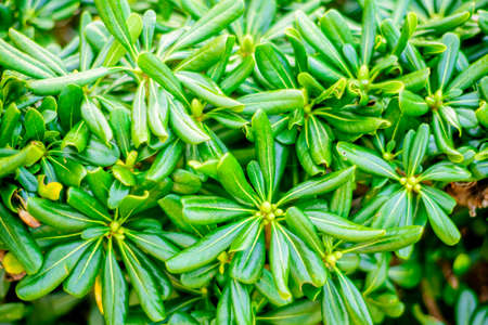 Closeup view of green leaf on blurred backgroundの写真素材