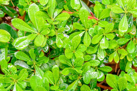 green plant background, raindrops on leaves
