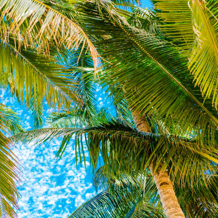 Coconut Palm tree with blue sky,retro and vintage tone.の写真素材