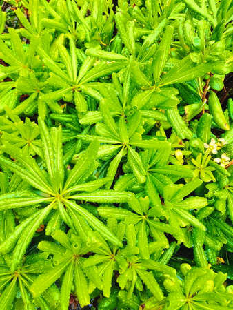 juicy green tropical leaf background, top view