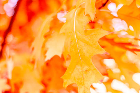 Yellow oak leaves against the sun, change of season