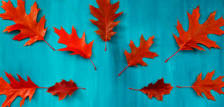 Red autumn leaf oak isolated on white background