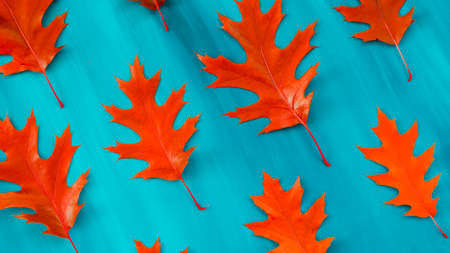 Red autumn leaf oak isolated on white backgroundの写真素材