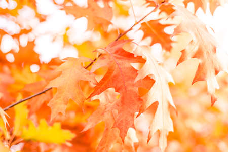 Yellow oak leaves on a background of multicolored treesの写真素材
