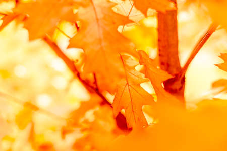 Yellow oak leaves of multicolored treesの写真素材