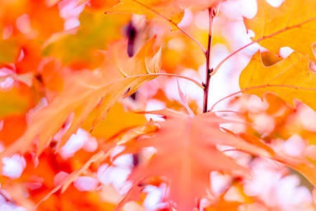 Yellow oak leaves  of multicolored trees