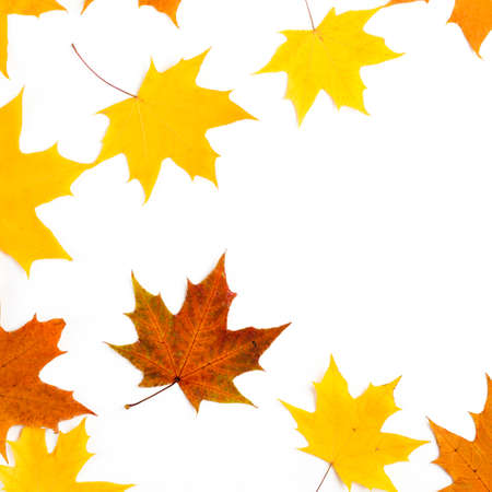 Nice border made from color falling maple leavesの写真素材