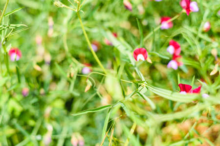 natural green background with selective focus, plants backgroundsの写真素材