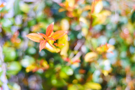 natural green background with selective focus, plants backgroundsの写真素材