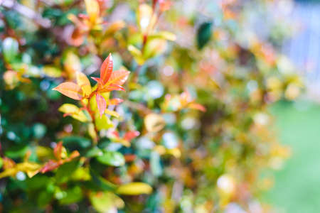 natural green background with selective focus, plants backgroundsの写真素材