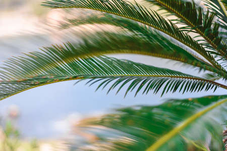 Tropical palm plant, green nature or save environmental concept.の写真素材