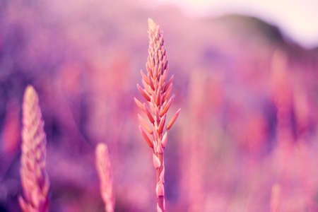 Beautiful floral  purple lilac soft colors concept daydreaming, nostalgiaの写真素材